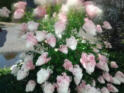 Rispenhortensie `Vanille-Fraise´ Hydrangea Paniculata `Vanille Fraise´ -Obstbaum Geschäft Pinky Winkie Hortensie5936a36f54caf