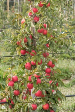 Pinova ® Malus Domestica -Obstbaum Geschäft Pinova am Baum