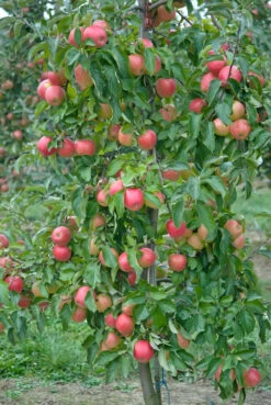 Pinova ® Malus Domestica -Obstbaum Geschäft Pinova3