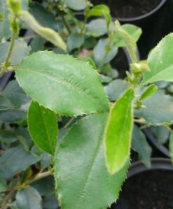 Chinesische Quitte / Holzquitte Pseudocydonia Sinensis -Obstbaum Geschäft Pseudonya sinensis chinesische Quitte