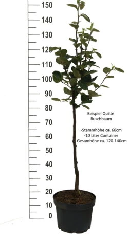 Tafelquitte Ayva® - Süßquitte, Kann Roh Verzehrt Werden Cydonia `Ayva´ -Obstbaum Geschäft Quitte Beispiel buschbaum weissImdh31j9LTI8X