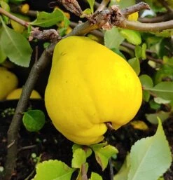 Chinesische Quitte / Holzquitte Pseudocydonia Sinensis -Obstbaum Geschäft Quitte Holzquitte