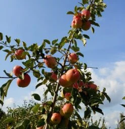 Rebella ® Malus Domestica -Obstbaum Geschäft Rebella 1