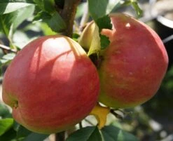Rebella ® Malus Domestica -Obstbaum Geschäft RebellaJzAGDJsc1LAKH