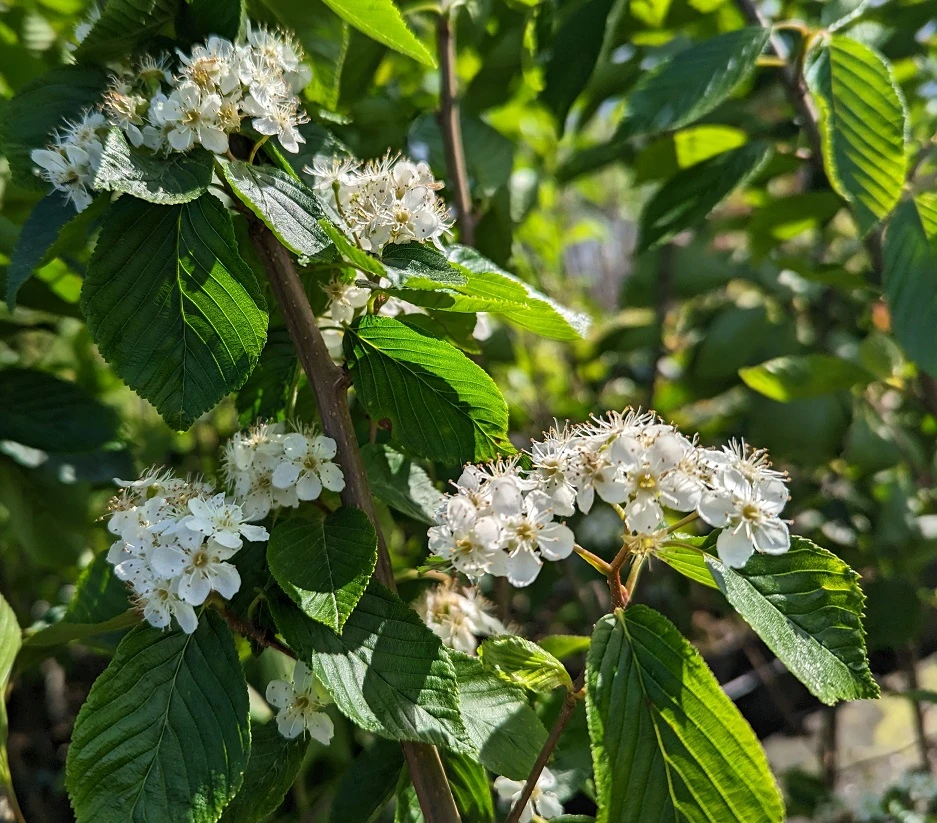 Erlenblättrige Eberesche `Red Bird´ Sorbus Alnifolia `Red Bird´ 4 Erlenblättrige Eberesche `Red Bird´ Sorbus Alnifolia `Red Bird´ - Image 4
