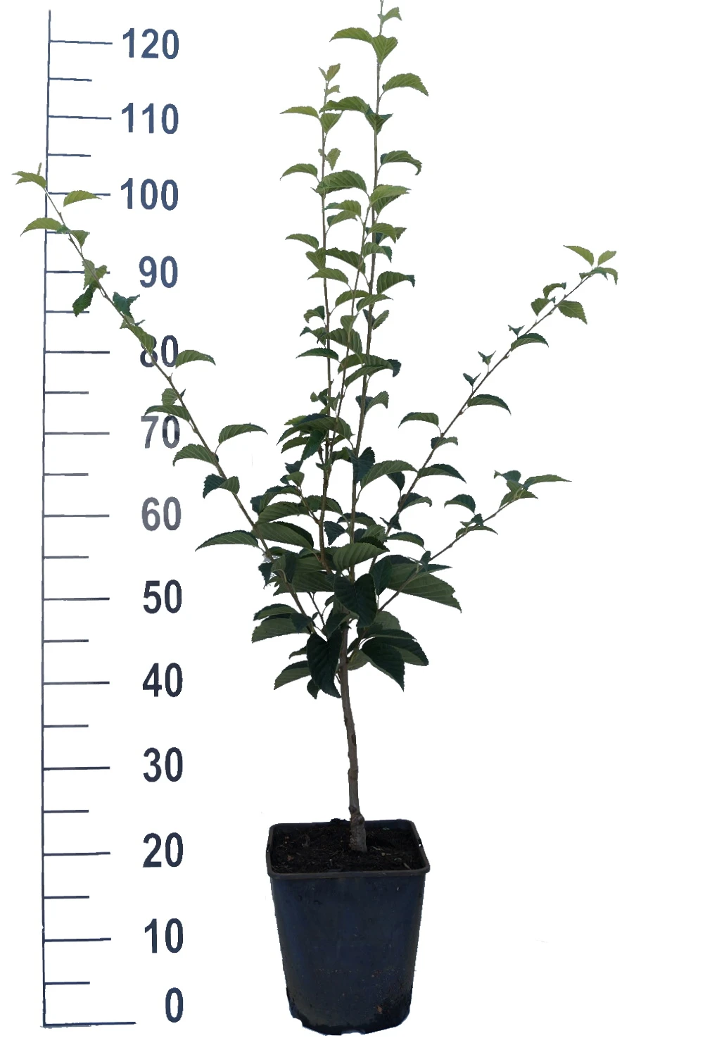 Erlenblättrige Eberesche `Red Bird´ Sorbus Alnifolia `Red Bird´ 2 Erlenblättrige Eberesche `Red Bird´ Sorbus Alnifolia `Red Bird´ - Image 2