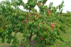 Pfirsich Red Haven Prunus Persica `Red Haven´ 10 Pfirsich Red Haven Prunus Persica `Red Haven´ -Obstbaum Geschäft Red HAven Baum