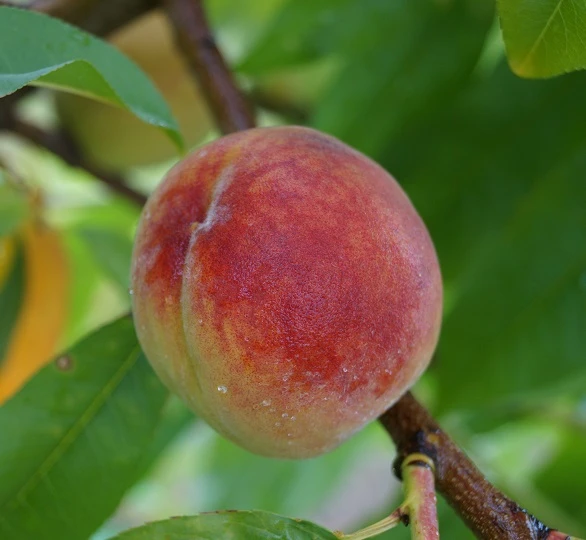 Pfirsich Red Haven Prunus Persica `Red Haven´ 5 Pfirsich Red Haven Prunus Persica `Red Haven´ - Image 5