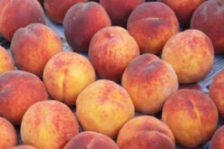 Obstbaum Geschäft -Obstbaum Geschäft Red HavenP9RwaXSrUdjKv