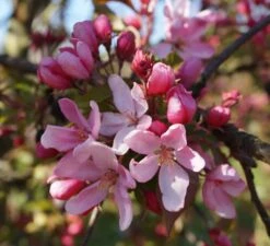 Säulenzierapfel "Red Obelisk" Malus `Red Obelisk´ -Obstbaum Geschäft Red Obelisk Bl te