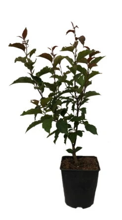 Säulenzierapfel "Red Obelisk" Malus `Red Obelisk´ -Obstbaum Geschäft Red Obelisk12