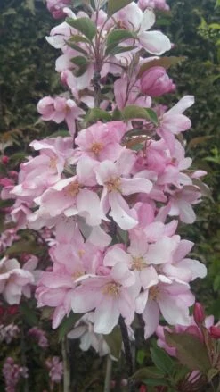 Säulenzierapfel "Red Obelisk" Malus `Red Obelisk´ -Obstbaum Geschäft Red Obelisk5728ab6c725bc scaled