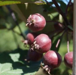 Säulenzierapfel "Red Obelisk" Malus `Red Obelisk´ -Obstbaum Geschäft Red Obelisk5b3b7e7a79821