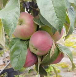 Säulenapfel `Red River´ Malus Domestica `Red River´ -Obstbaum Geschäft Red River