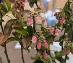 Heidelbeere - Reka Vaccinum Corymbosum `Reka´ 7 Heidelbeere - Reka Vaccinum Corymbosum `Reka´ -Obstbaum Geschäft Reka Bl te