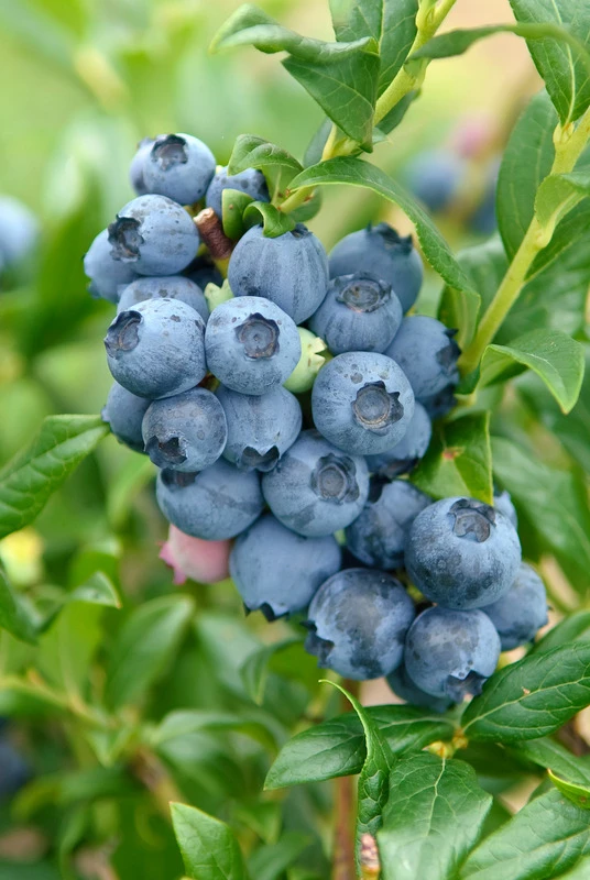 Heidelbeere - Reka Vaccinum Corymbosum `Reka´ 2 Heidelbeere - Reka Vaccinum Corymbosum `Reka´ - Image 2