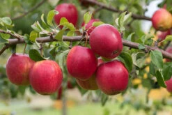 Rewena ® Malus Domestica -Obstbaum Geschäft Rewena 2