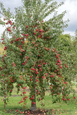 Rewena ® Malus Domestica -Obstbaum Geschäft Rewena