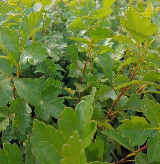 Duftender Essigbaum / Gewürz-Sumach `Grow Low´ Rhus Aromatica 2 Duftender Essigbaum / Gewürz-Sumach `Grow Low´ Rhus Aromatica - Image 2