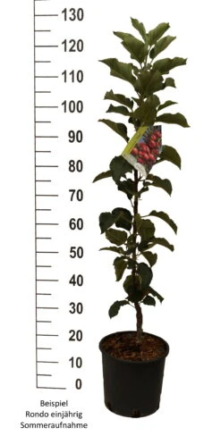 Säulenapfel `Rondo´ Malus Domestica `Rondo´ -Obstbaum Geschäft Rondo einj hrig weiss