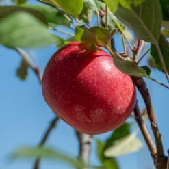Rosette® Malus Domestica -Obstbaum Geschäft Rosette 2