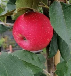 Rosette® Malus Domestica -Obstbaum Geschäft Rosette2