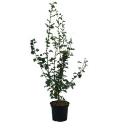 Rotdorn `Pauls Scarlet´ Crataegus Laevigata `Pauls Scarlet´ -Obstbaum Geschäft Rotdorn Pauls Scarlet