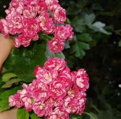 Rotdorn `Pauls Scarlet´ Crataegus Laevigata `Pauls Scarlet´ -Obstbaum Geschäft Rotdorn bl te