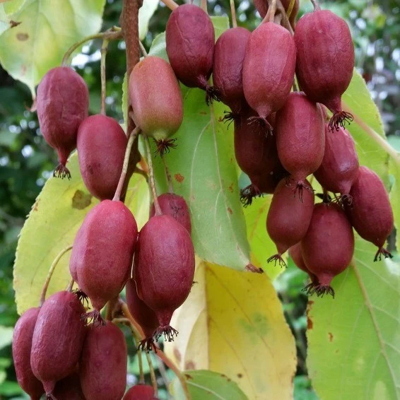 Bayernkiwi `Ken´s Red´ (rote Frucht) Actinidia Arguta `Ken´s Red´ 1 Bayernkiwi `Ken´s Red´ (rote Frucht) Actinidia Arguta `Ken´s Red´