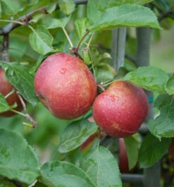 Roter Boskoop Malus Domestica -Obstbaum Geschäft Roter Boskoop Apfel