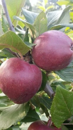 Rotfleischiger Apfel Malus Domestica -Obstbaum Geschäft Rotfleishciger APfel scaled