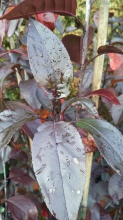 Zierapfel Royalty Malus `Royalty´ -Obstbaum Geschäft Royalty scaled