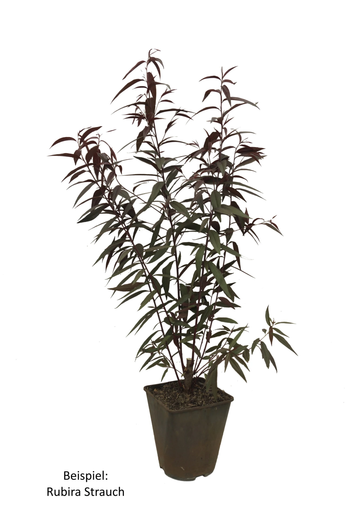 Blutpfirsich `Rubira´, Rotlaubig Prunus Persica `Rubira´ 2 Blutpfirsich `Rubira´, Rotlaubig Prunus Persica `Rubira´ - Image 2