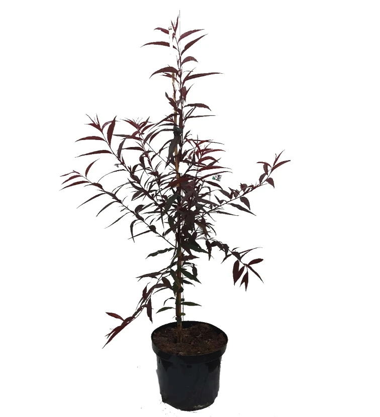 Blutpfirsich `Rubira´, Rotlaubig Prunus Persica `Rubira´ 1 Blutpfirsich `Rubira´, Rotlaubig Prunus Persica `Rubira´