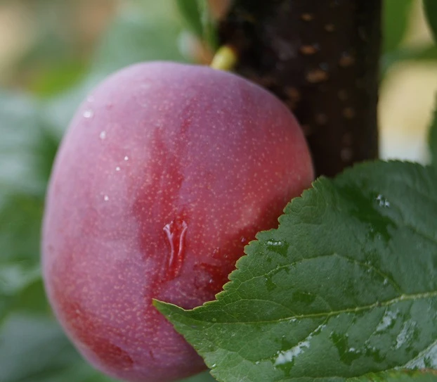 Rote Säulen-Mirabelle `Ruby´ Wurzelnackt Prunus Domestica Subsp. Syriaca `Ruby´ 1 Rote Säulen-Mirabelle `Ruby´ Wurzelnackt Prunus Domestica Subsp. Syriaca `Ruby´