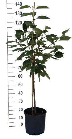 Regina Prunus Avium `Regina´ -Obstbaum Geschäft S sskirsche Beispiel BuschbaumXUBm3E9EKn8TR