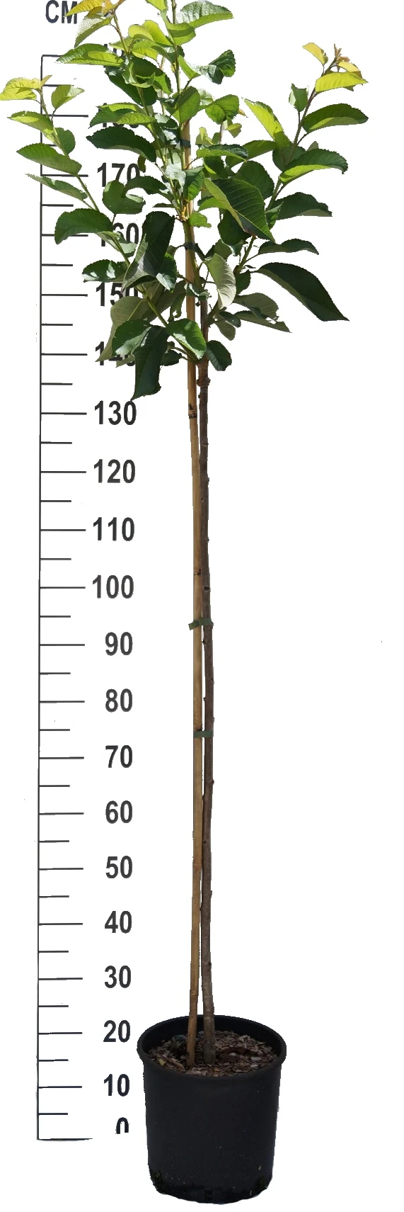 Große Schwarze Knorpelkirsche Prunus Avium `Große Schwarze Knorpelkirsche´ 3 Große Schwarze Knorpelkirsche Prunus Avium `Große Schwarze Knorpelkirsche´ - Image 3