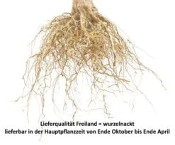 Süßkirsche `Tamara´ Prunus Avium -Obstbaum Geschäft S sskirsche Beispiel wurzelnacktGptTOuuJ7THwm