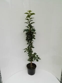 Säulensauerkirsche `Jachim´ Prunus Cerasus `Jachim´ 8 Säulensauerkirsche `Jachim´ Prunus Cerasus `Jachim´ -Obstbaum Geschäft S ulensauerkirsche