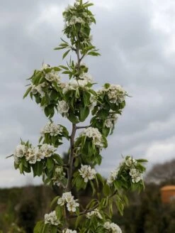 Säulenbirne `Saphira´ 150-175cm (zweijährig) Pyrus Communis `Saphira´ -Obstbaum Geschäft Saphira Bl te2