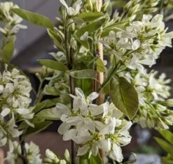 Saskatoon Berry Amelanchier Alnifolia `Saskatoon Berry´ -Obstbaum Geschäft Saskatoon berry Bl te