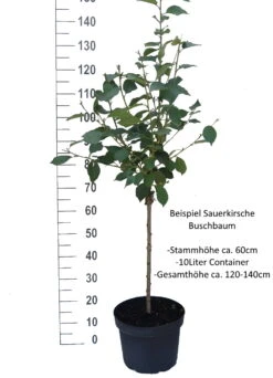 Karneol Ⓢ Prunus Cerasus `Karneol´ -Obstbaum Geschäft Sauerkirsche Beispiel Buschbaum5LIMbRSKPWk51