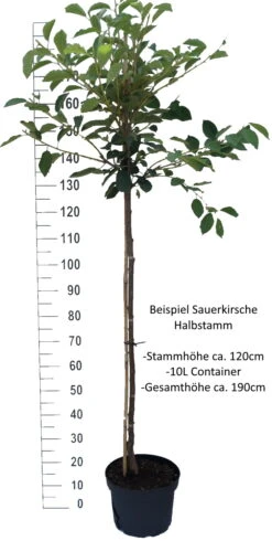 Achat Ⓢ Prunus Cerasus `Achat´ 8 Achat Ⓢ Prunus Cerasus `Achat´ -Obstbaum Geschäft Sauerkirsche Beispiel HalbstammSphsrgK2BLwq4
