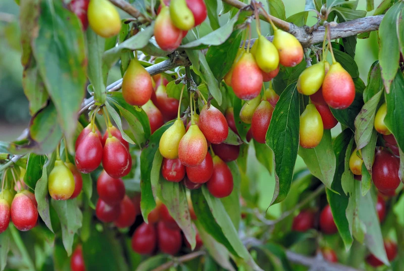Obstbaum Geschäft -Obstbaum Geschäft Sch nbrunner Gourmet Dirndl