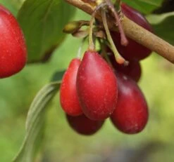 Großfrüchtige Kornelkirsche `Schönbrunner Gourmet Dirndl´ Cornus Mas `Schönbrunner Gourmetdirndl´ -Obstbaum Geschäft Sch nbrunner2