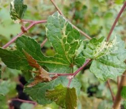 Porzellanbeere / Scheinrebe `Elegans´ Ampelopsis Brevipedunculata `Elegans´ 6 Porzellanbeere / Scheinrebe `Elegans´ Ampelopsis Brevipedunculata `Elegans´ -Obstbaum Geschäft Scheinrebe Amelopsis