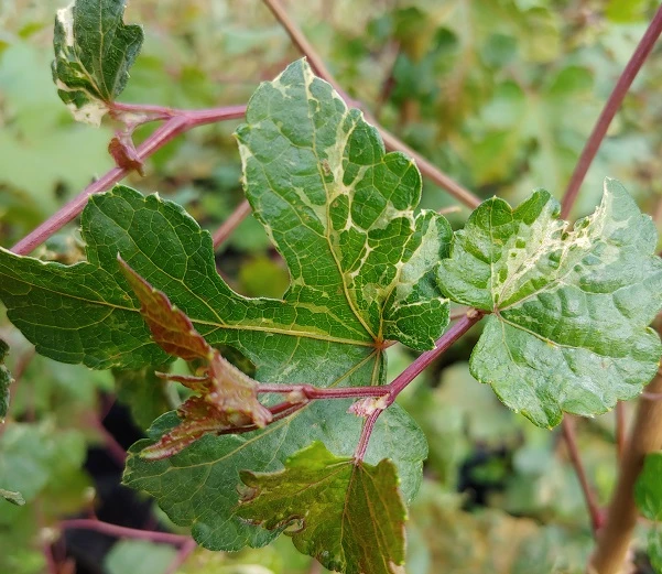 Porzellanbeere / Scheinrebe `Elegans´ Ampelopsis Brevipedunculata `Elegans´ 3 Porzellanbeere / Scheinrebe `Elegans´ Ampelopsis Brevipedunculata `Elegans´ - Image 3