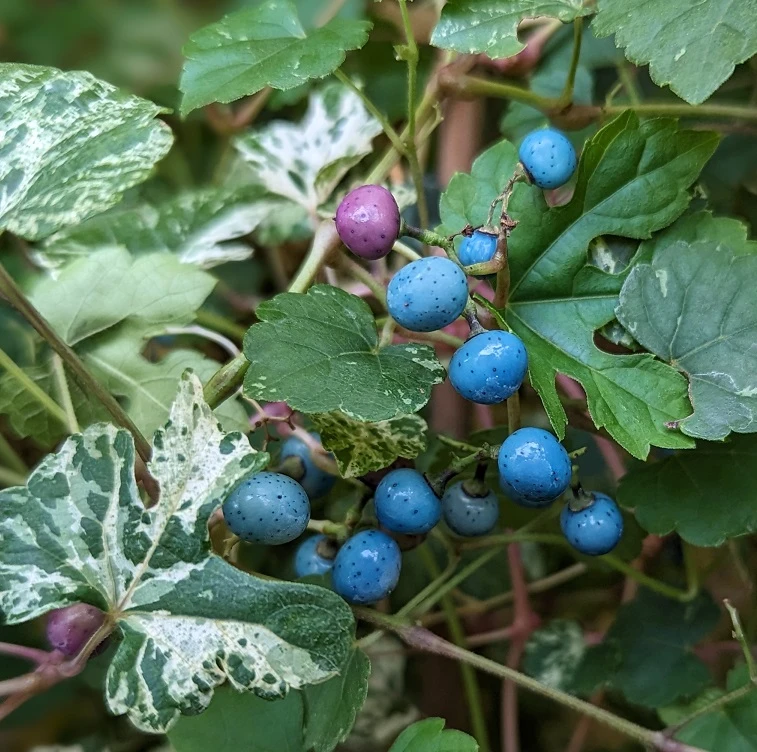 Porzellanbeere / Scheinrebe `Elegans´ Ampelopsis Brevipedunculata `Elegans´ 1 Porzellanbeere / Scheinrebe `Elegans´ Ampelopsis Brevipedunculata `Elegans´