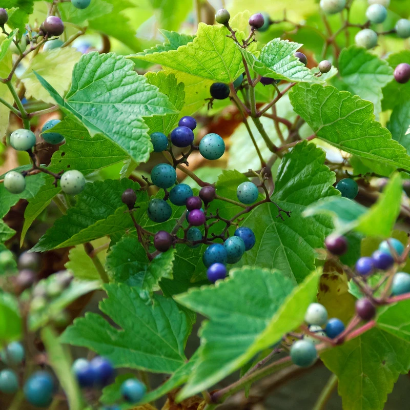 Porzellanbeere / Scheinrebe `Elegans´ Ampelopsis Brevipedunculata `Elegans´ 2 Porzellanbeere / Scheinrebe `Elegans´ Ampelopsis Brevipedunculata `Elegans´ - Image 2