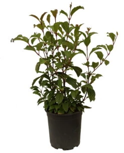 Duftender Winterschneeball `Dawn´ Viburnum Bodnantense `Dawn´ -Obstbaum Geschäft Schneeball Dawn weiss